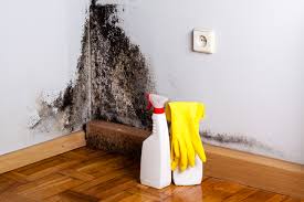 Why You Should Choose Our Mold Remediation Services in Saint Johns University, MN